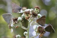Quercusia quercus