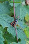Pyropteron chrysidiforme