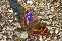 Apatura ilia