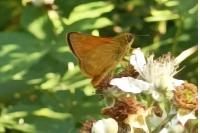 Ochlodes sylvanus
