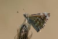 Carcharodus alceae