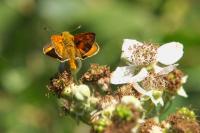Ochlodes sylvanus