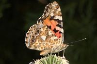 Vanessa cardui