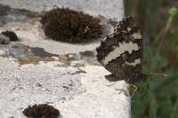 Brintesia circe