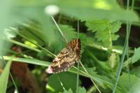 Ematurga atomaria