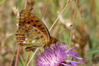 Fabriciana adippe
