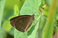 Aphantopus hyperantus