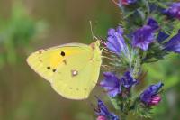 Colias crocea
