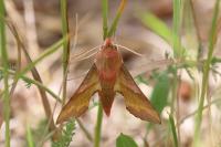 Deilephila porcellus