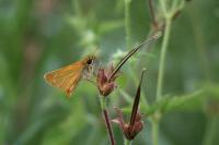 Thymelicus acteon