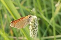Thymelicus sylvestris