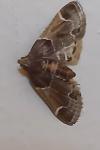 Pyralis farinalis