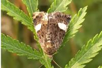 Tyta luctuosa