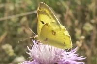 Colias