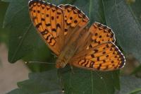 Speyeria aglaja