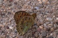 Speyeria aglaja