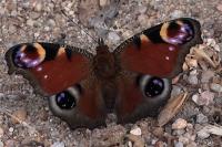 Aglais io