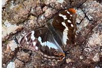Apatura iris