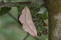 Timandra comae