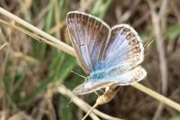 Polyommatus icarus