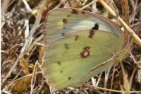 Colias