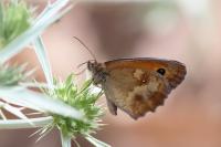 Pyronia tithonus