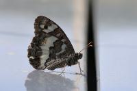Brintesia circe