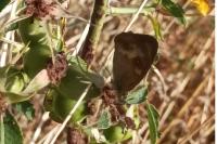 Pyronia tithonus