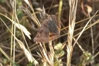 Euclidia glyphica