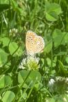 Aricia agestis