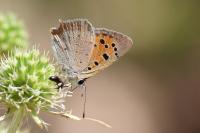 Lycaena phlaeas