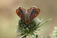 Lycaena tityrus