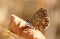 Polyommatus icarus