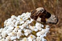 Acontia lucida