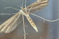 Emmelina monodactyla