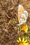 Melitaea cinxia