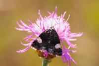 Tyta luctuosa