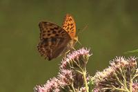 Argynnis paphia