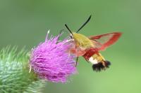 Hemaris fuciformis