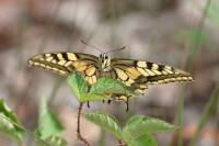 Papilio machaon