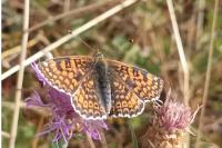 Melitaea cinxia