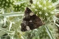 Tyta luctuosa