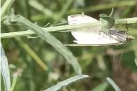 Sitochroa palealis