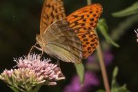 Argynnis paphia