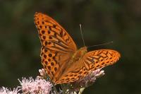 Argynnis paphia