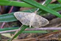 Patania ruralis