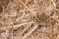 Carcharodus alceae