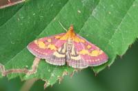 Pyrausta purpuralis