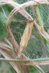 Agriphila straminella