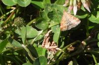 Pyrausta despicata
